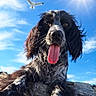 animal, bird, blue_sky, canine, closeup, daylight, dog, fur, happy, mammal, nature, outdoor, pet, playful, portrait, rock, sky, sun, sunny, tongue_out