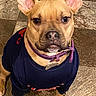 Raven joined the competition — help win amazing prizes! alert, animal, brown_dog, canine, clothing, collar, companion, cute, dog, domestic_animal, ears, floor, indoor, looking_up, muzzle, pet, portrait, sitting, tile_floor, wearing_shirt