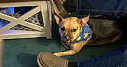 Raven is registered to the contest to win money with this photo: bandana, books, brown_dog, carpet, casual, cozy, dog, furniture, green_carpet, indoor, jeans, living_room, person, pet, relaxed, resting, shoes, slip_on_shoes, speaker, wooden_table