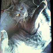 Grisouille a rejoint le concours — aidez-le/la à gagner de superbes lots ! cat, gray_cat, white_fur, yellow_eyes, whiskers, paw, fur, pet, animal, domestic_cat, relaxed, indoor, close_up, curious, lying_down, digital_screen, pixelated, texture, portrait, feline