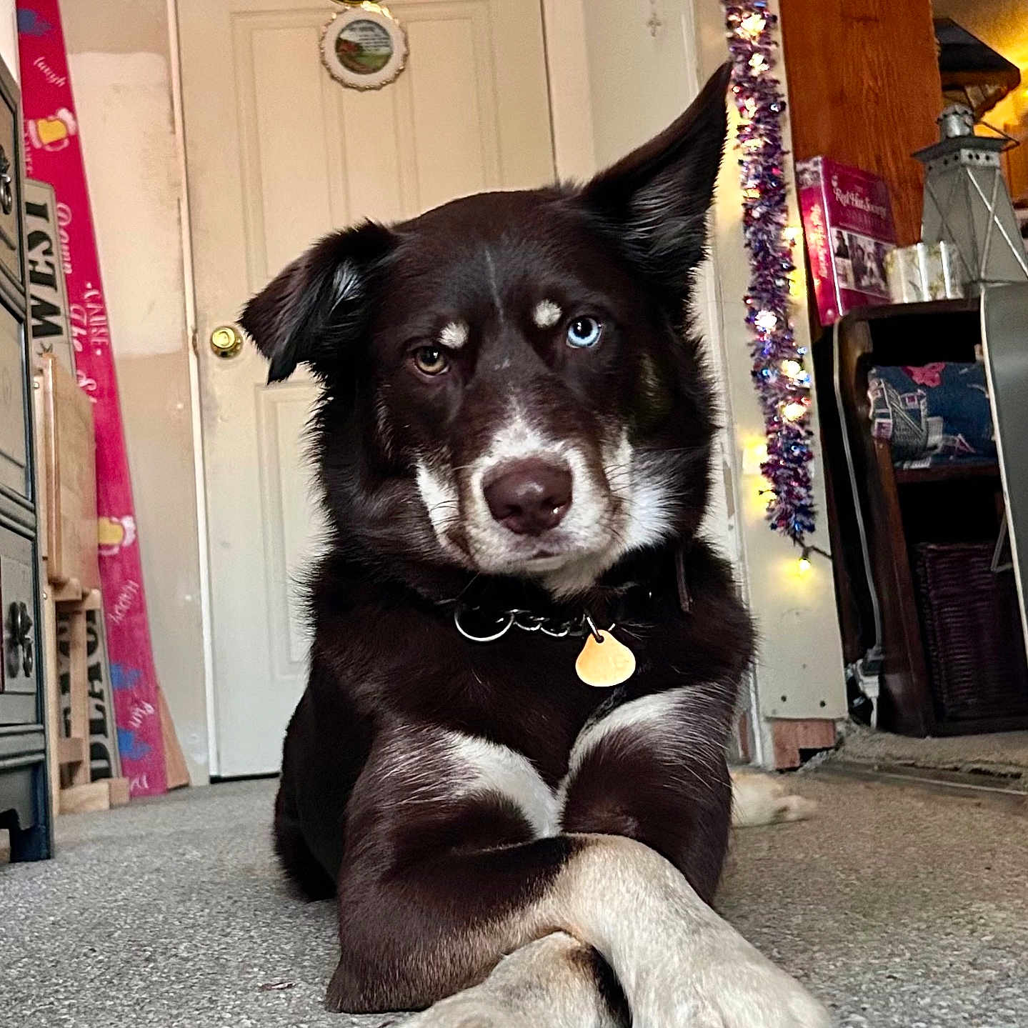 Bubba is registered to the contest to win money with this photo: dog, canine, mixed_breed, heterochromia, blue_eye, brown_eye, lying_down, crossed_paws, collar, indoor, carpet, door, sign, decorations, lights, wooden_furniture, shelf, cozy, portrait, pet