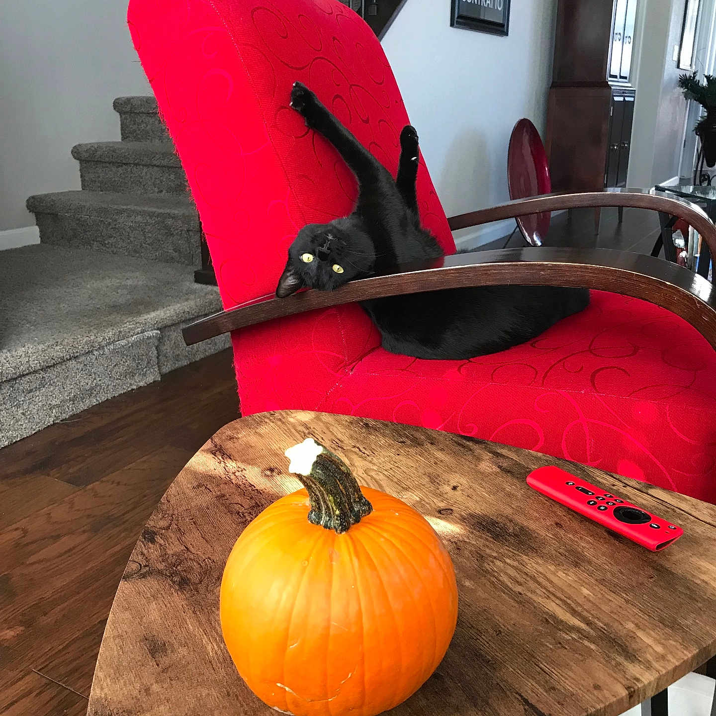 Aurora joined the competition — help win amazing prizes! black_cat, cat, red_chair, pumpkin, wooden_table, remote_control, stairs, carpet, flower_vase, wall_art, home_interior, wood_floor, relaxed_cat, stretching, furniture, indoor, decor, funny_pose, pet, cozy