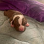 Tinker Bell is registered to the contest to win money with this photo: animal, blanket, brown, closeup, cozy, cute, domestic_animal, fur, indoor, mattress, newborn, peaceful, pet, pink_nose, puppy, resting, sleeping, small, white, young