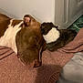 Tinker Bell joined the competition — help win amazing prizes! animal, blanket, brown, closeup, companion, cozy, cute, dog, fur, indoors, laying_down, pet, puppy, quiet, relaxed, resting, sleeping, snuggling, warm, white