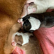 Tinker Bell is registered to the contest to win money with this photo: animal, black_and_white, bonding, brown_fur, close_up, cute, dog, fur, indoors, mother, newborn, nursing, pink_towel, puppy, resting, sleeping, soft_texture, tiny_paws, white_fur, young