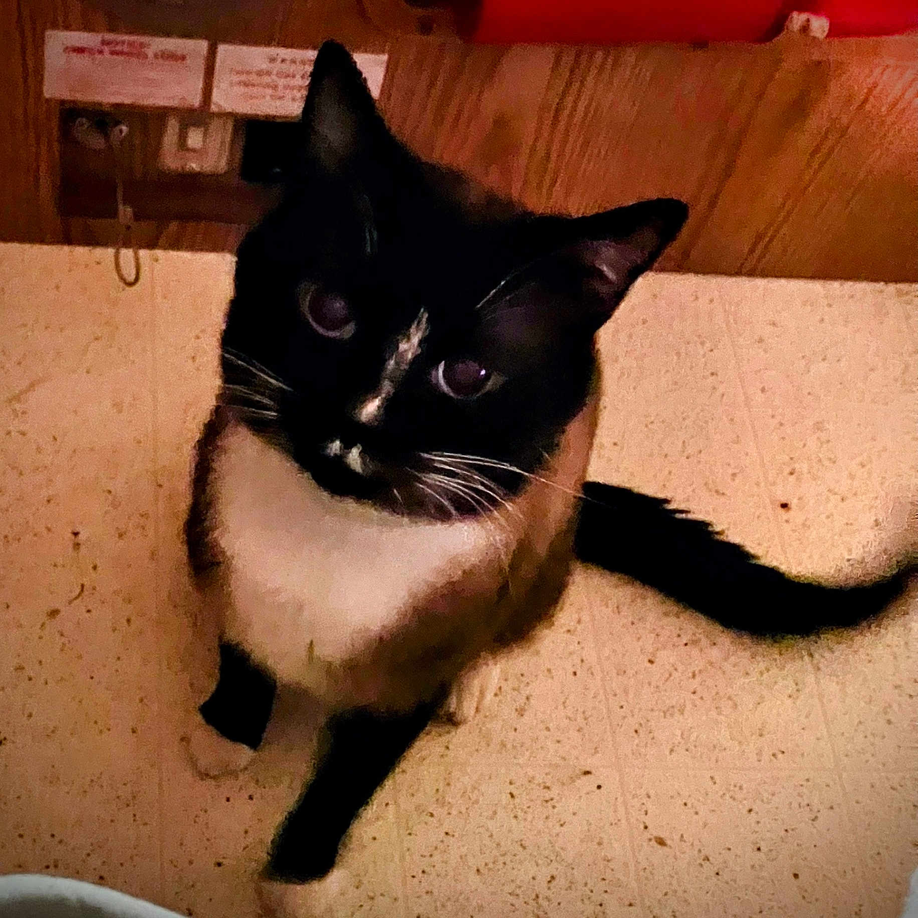 Boots is registered to the contest to win money with this photo: abyssinian, accessories, animal, blackcat, cat, desk, drawer, furniture, hardwood, indoors, kitten, manx, pet, plywood, siamese, stainedwood, strap, table, wood