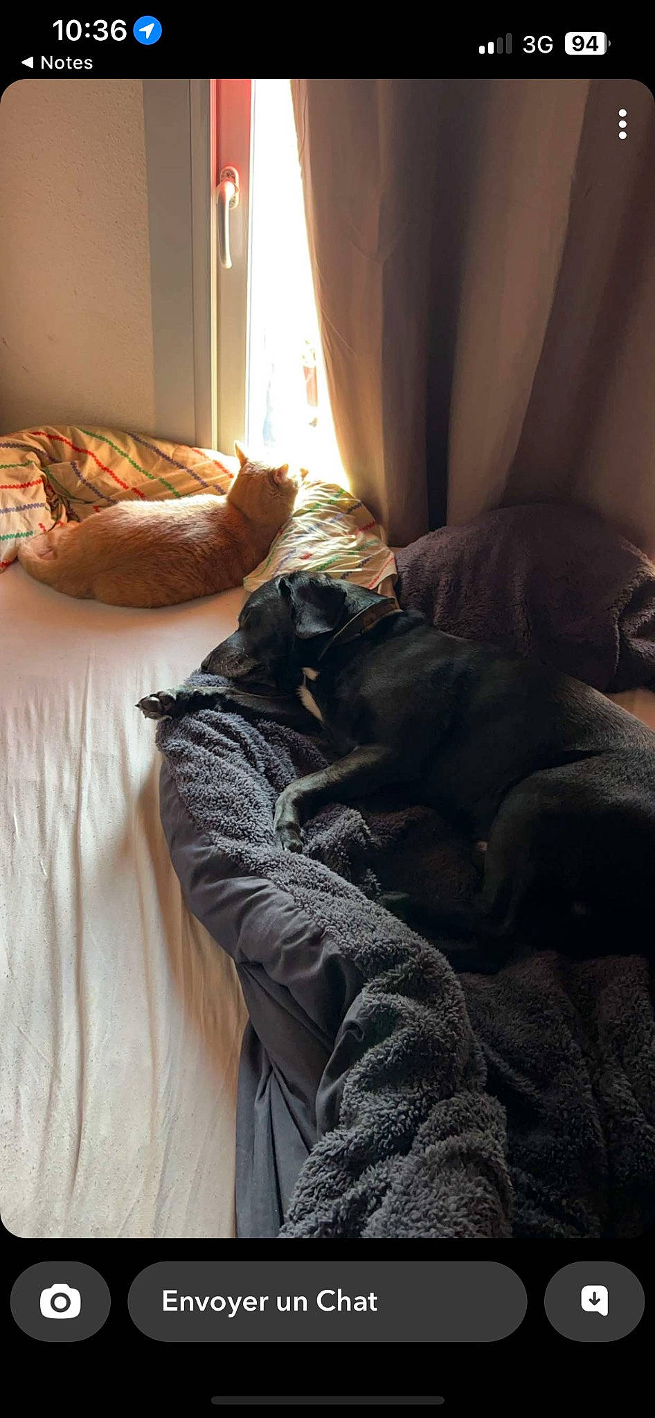 Loco participe au concours pour gagner de l'argent avec cette photo : bed, bedding, carnivore, cat, comfort, curtain, dog, felidae, floor, flooring, fur, grey, hardwood, human_leg, linens, small_to_medium_sized_cats, tints_and_shades, whiskers, window, wood