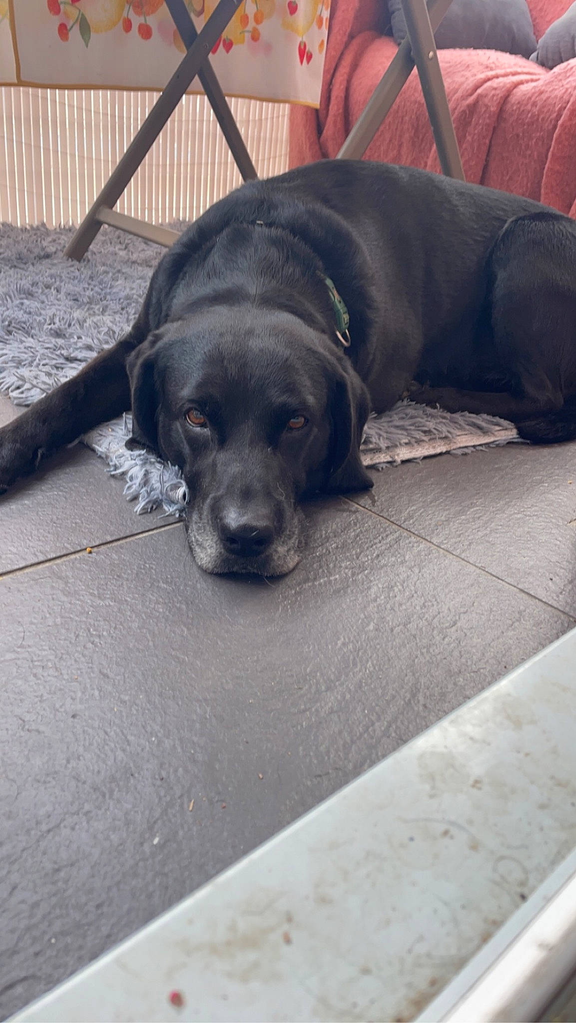 Loco a rejoint le concours — aidez-le/la à gagner de superbes lots ! borador, canidae, carnivore, comfort, companion_dog, dog, dog_breed, floor, flooring, fur, liver, metal, paw, road_surface, snout, sporting_group, tail, terrestrial_animal, whiskers, working_animal