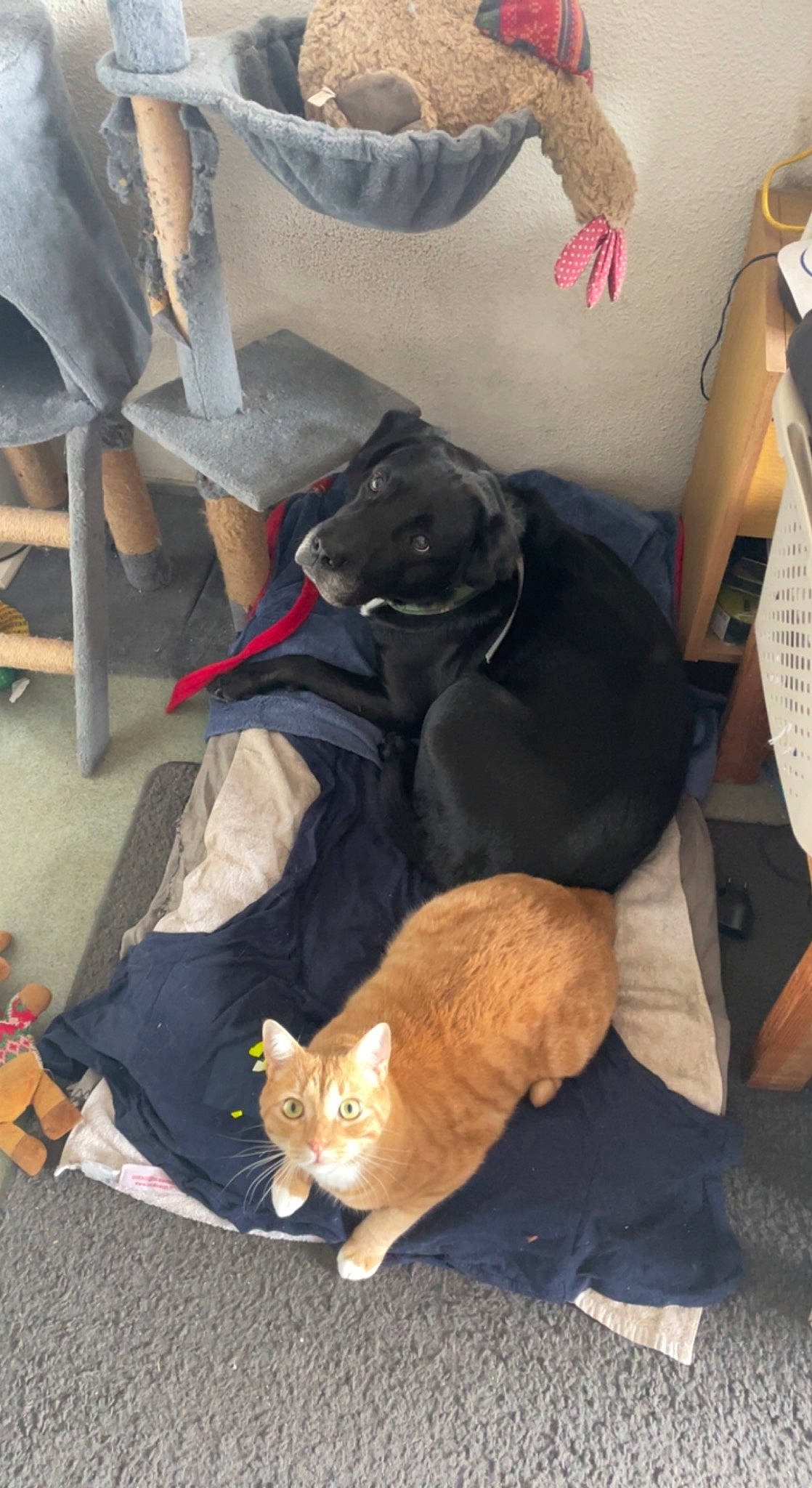 Loco participe au concours pour gagner de l'argent avec cette photo : carnivore, cat, comfort, companion_dog, dog, dog_breed, domestic_short_haired_cat, fawn, felidae, fur, mammal, small_to_medium_sized_cats, snapshot, snout, sporting_group, tail, vertebrate, whiskers, white, wood