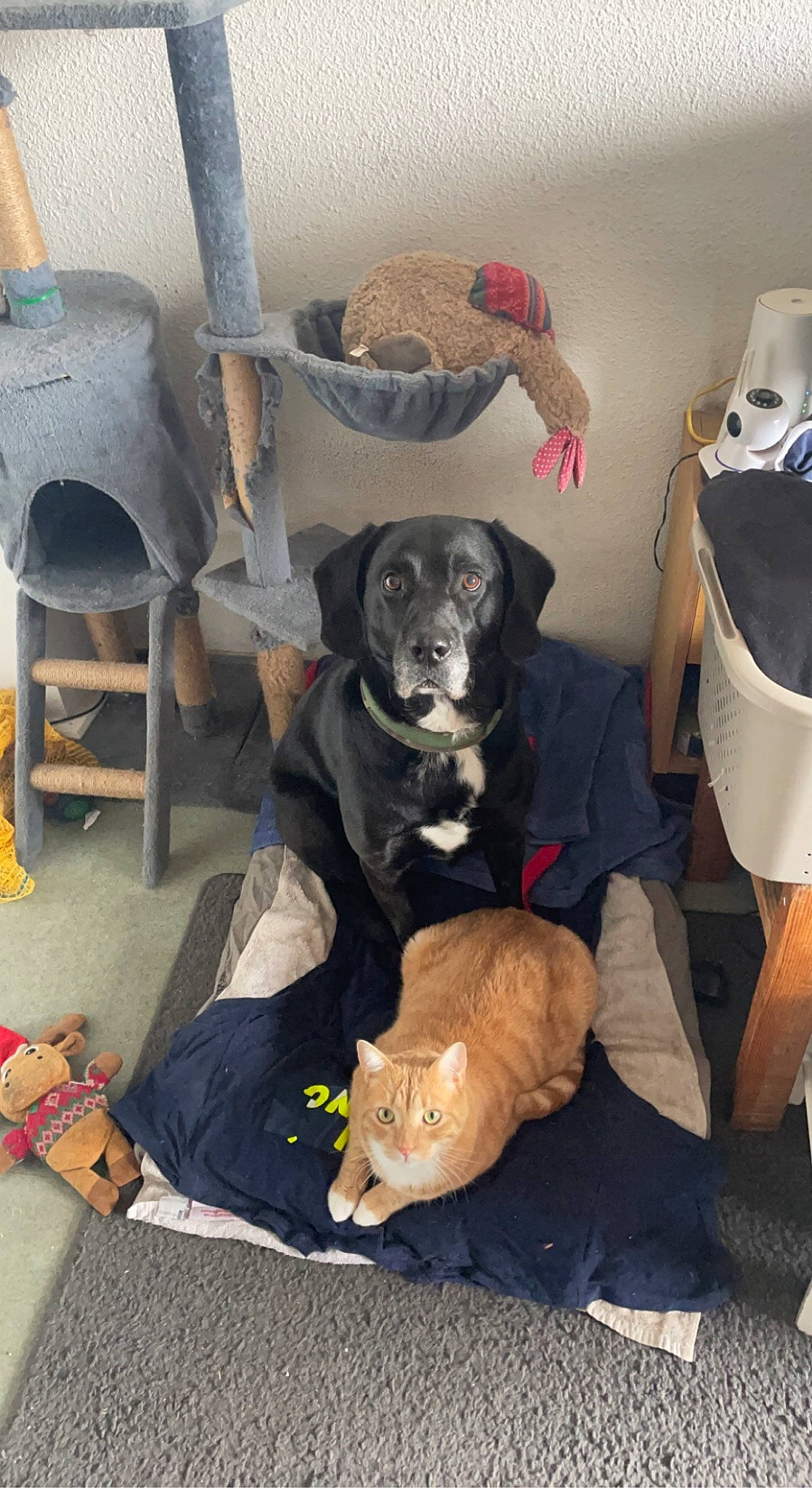 Loco a rejoint le concours — aidez-le/la à gagner de superbes lots ! bag, canidae, carnivore, chair, collar, comfort, companion_dog, dog, dog_breed, dog_supply, flooring, fur, guard_dog, living_room, mammal, room, sitting, sporting_group, vertebrate, working_animal