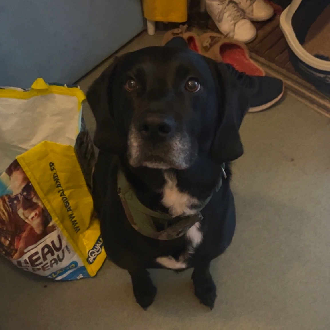 Loco a rejoint le concours — aidez-le/la à gagner de superbes lots ! borador, canidae, carnivore, collar, companion_dog, dog, dog_breed, dog_collar, dog_supply, flooring, fur, guard_dog, gun_dog, hunting_dog, personal_protective_equipment, pet_supply, snout, sporting_group, working_animal