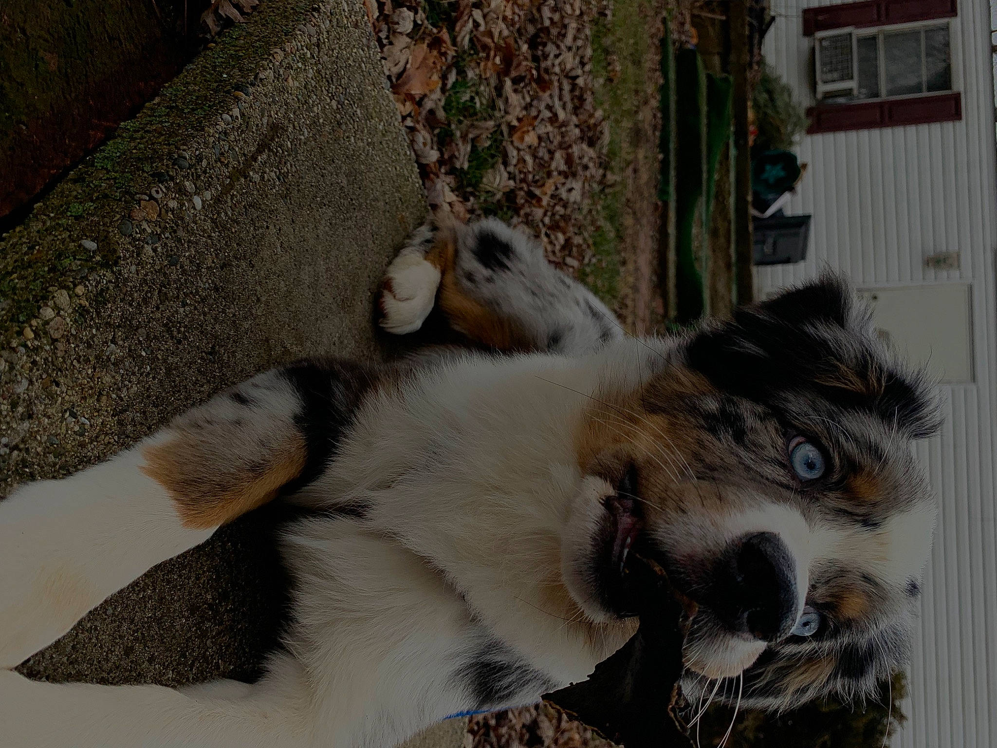 Karma is registered to the contest to win money with this photo: big_cats, canidae, carnivore, companion_dog, dog, dog_breed, fang, fawn, felidae, fur, lion, paw, plant, sporting_group, street_dog, terrestrial_animal, whiskers, wildlife, window, working_animal