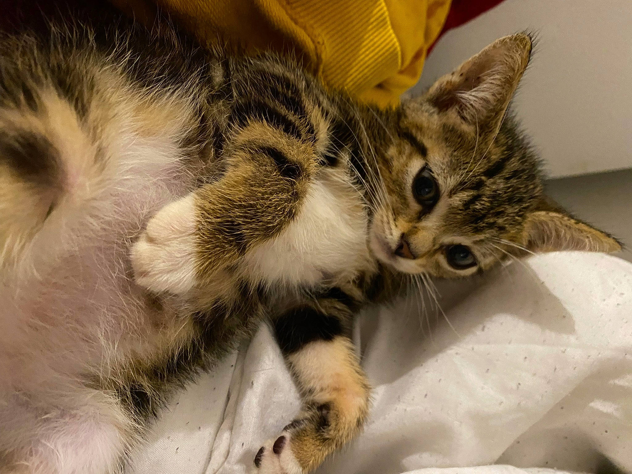 Chef participe au concours pour gagner de l'argent avec cette photo : carnivore, cat, cat_supply, claw, comfort, domestic_short_haired_cat, fawn, felidae, fur, nap, paw, sleep, small_to_medium_sized_cats, snout, tail, terrestrial_animal, whiskers, wildlife