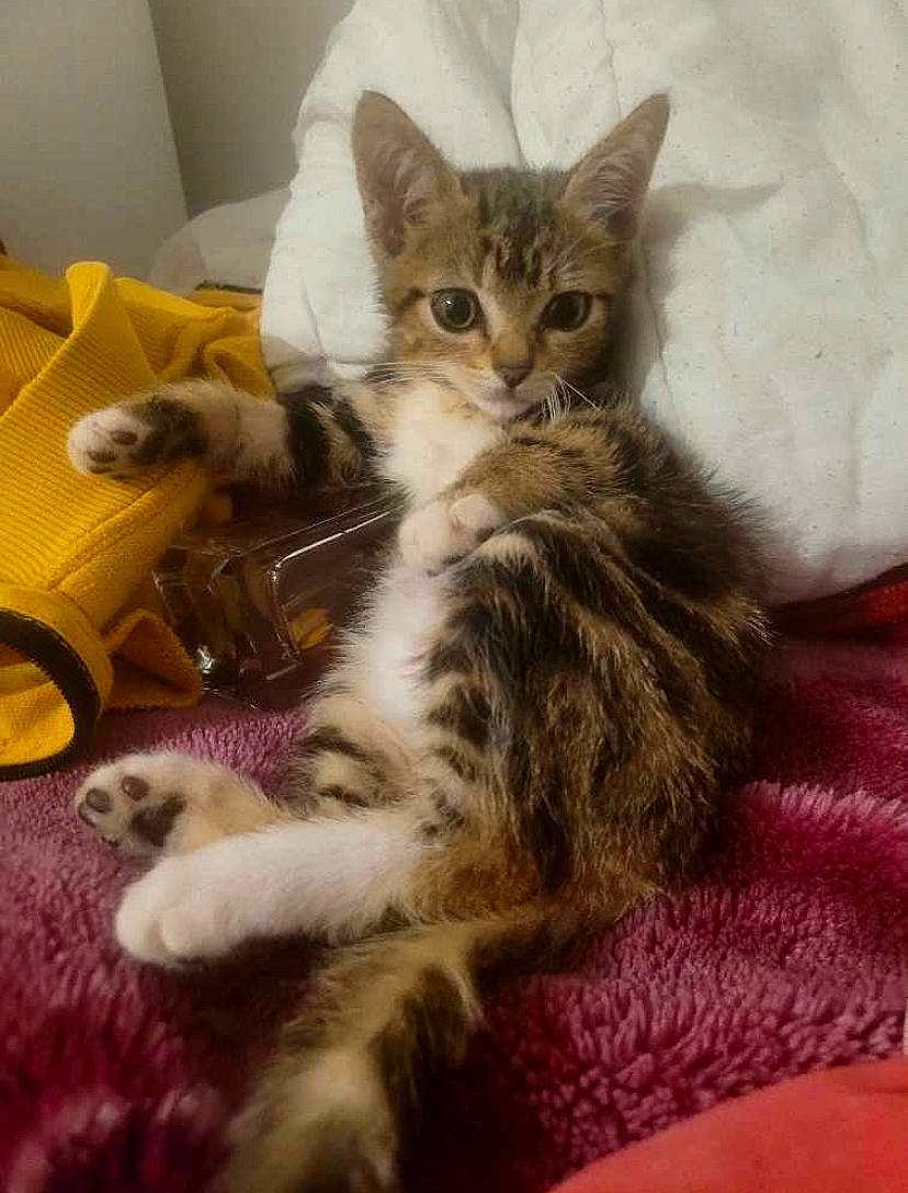 Chef participe au concours pour gagner de l'argent avec cette photo : carnivore, cat, cat_supply, claw, comfort, domestic_short_haired_cat, felidae, fur, paw, small_to_medium_sized_cats, snout, tail, whiskers