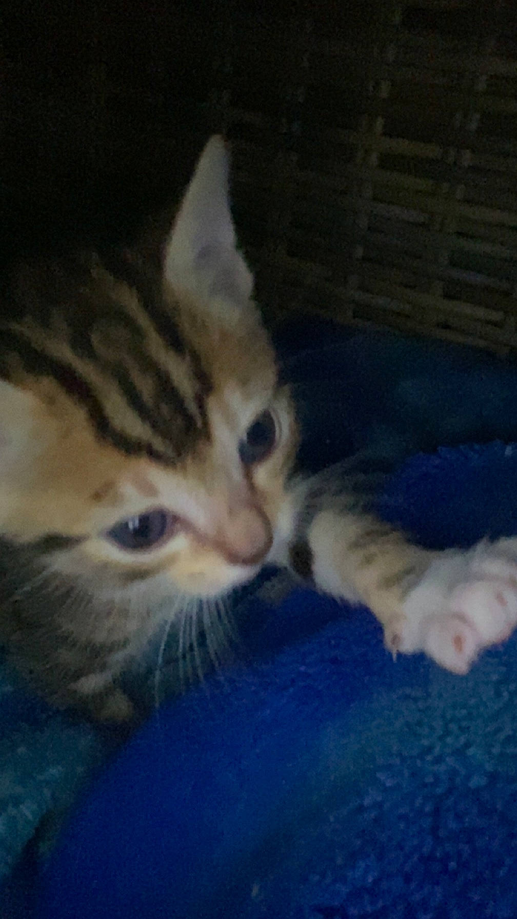 Chef participe au concours pour gagner de l'argent avec cette photo : carnivore, cat, claw, cloud, comfort, domestic_short_haired_cat, felidae, fur, mammal, meteorological_phenomenon, nap, night, paw, sky, small_to_medium_sized_cats, tail, terrestrial_animal, vertebrate, whiskers, wildlife