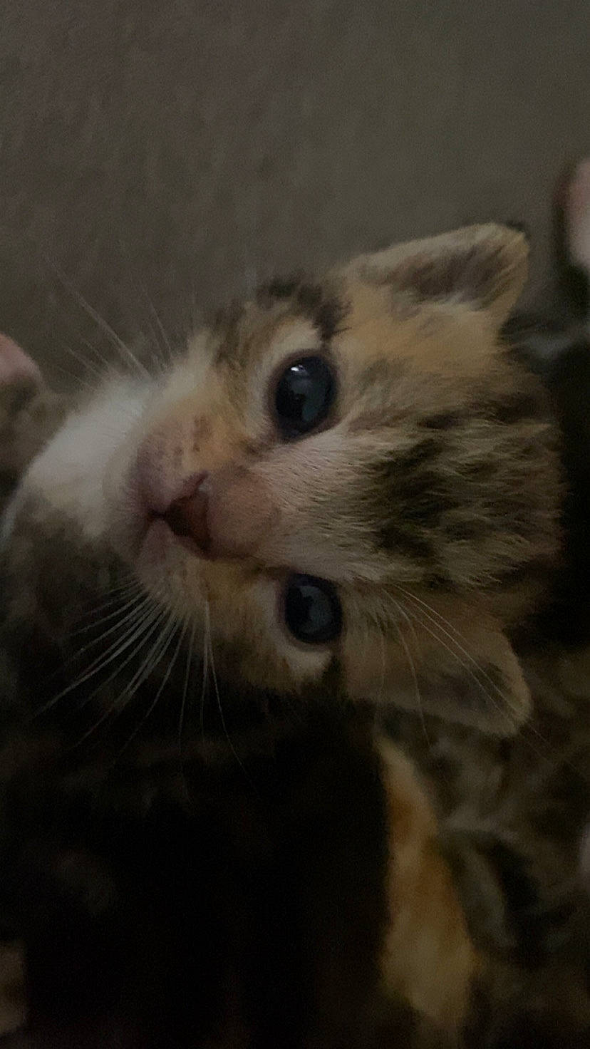 Chef participe au concours pour gagner de l'argent avec cette photo : carnivore, cat, domestic_short_haired_cat, fawn, felidae, fur, paw, small_to_medium_sized_cats, snout, terrestrial_animal, whiskers