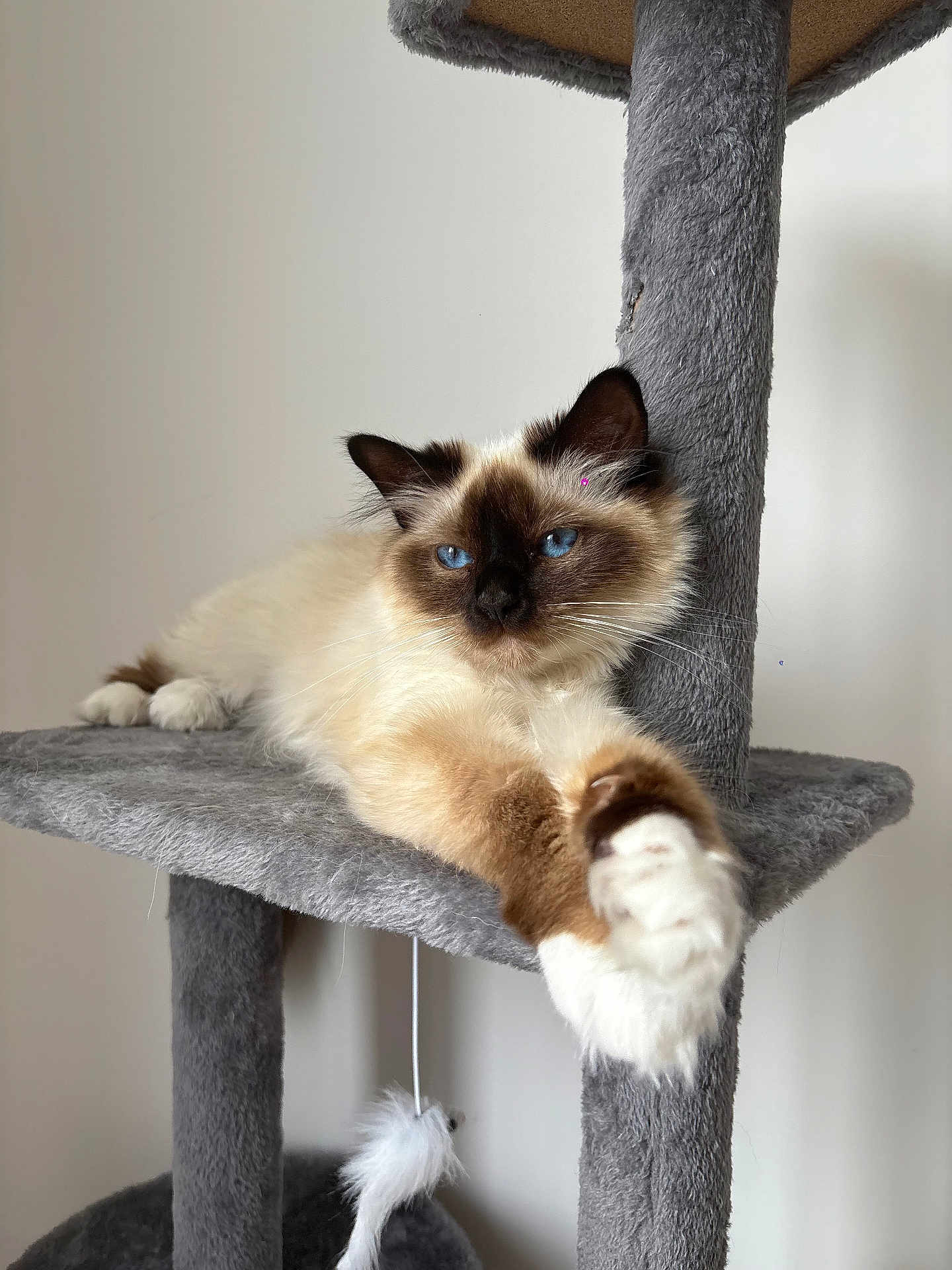 Lila
