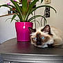 cat, blue_eyes, plant, flower_pot, pink_pot, indoor, table, green_leaves, flower, purple_flower, wall, electrical_outlet, relaxing, fluffy, pet, home, cozy, furniture, closeup, resting