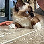 cat, siamese_cat, blue_eyes, person, face, pout, hand, tile_floor, window, reflection, outdoor, home, pet, whiskers, fur, relaxing, close_up, indoor, cute, animal