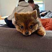 Simba participe au concours pour gagner de l'argent avec cette photo : puppy, dog, pet, couch, indoor, brown, fluffy, cute, animal, face, eyes, resting, cozy, fur, young, home, people, blurred, background, soft