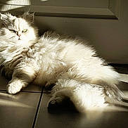 Mozart a rejoint le concours — aidez-le/la à gagner de superbes lots ! animal, calm, cat, cute, domestic, feline, floor, fluffy, fur, indoor, light, pet, portrait, relaxed, resting, shadow, shadow_play, sunlight, tile, white