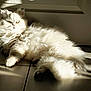 animal, calm, cat, cute, domestic, feline, floor, fluffy, fur, indoor, light, pet, portrait, relaxed, resting, shadow, shadow_play, sunlight, tile, white
