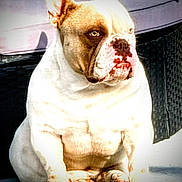 Papi is registered to the contest to win money with this photo: animal, bulldog, canine, closeup, concrete, daylight, dog, ears, expression, face, fur, muscular, nose, outdoor, paw, pet, portrait, shadow, sitting, sunlight