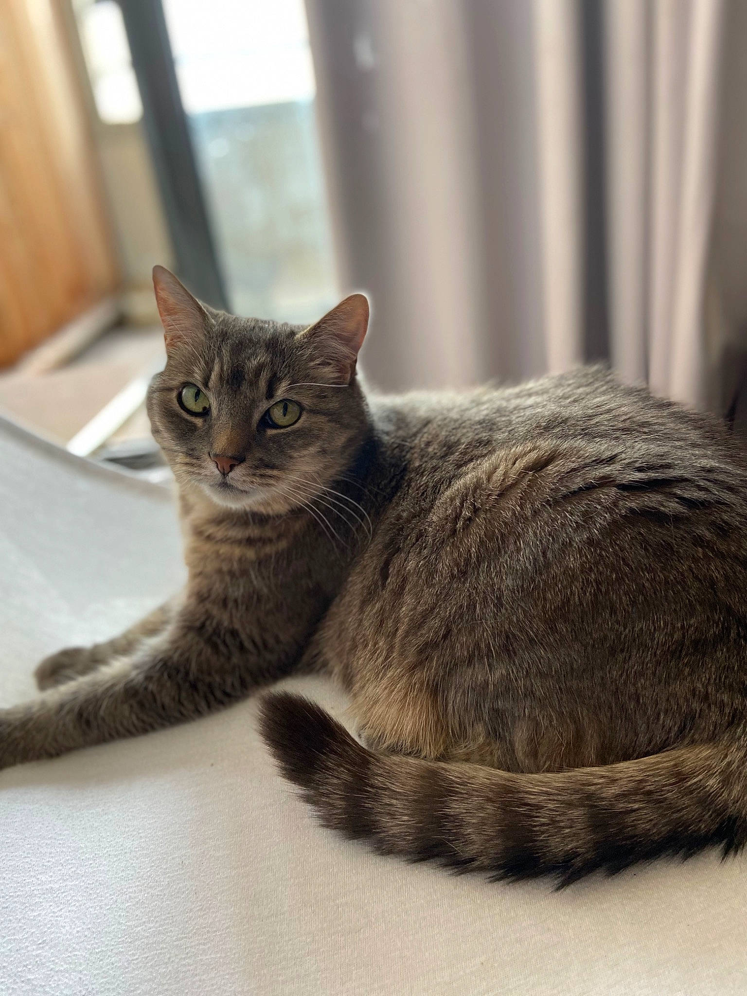 Grisette a rejoint le concours — aidez-le/la à gagner de superbes lots ! carnivore, cat, cat_furniture, cat_supply, claw, comfort, domestic_short_haired_cat, eye, felidae, fur, grey, paw, sitting, small_to_medium_sized_cats, snout, tail, terrestrial_animal, whiskers, window, wood