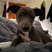 Chico is registered to the contest to win money with this photo: puppy, dog, close_up, indoor, blanket, soft, cozy, pet, animal, cute, young, fur, ears, nose, whiskers, bedroom, resting, curious, portrait, domestic