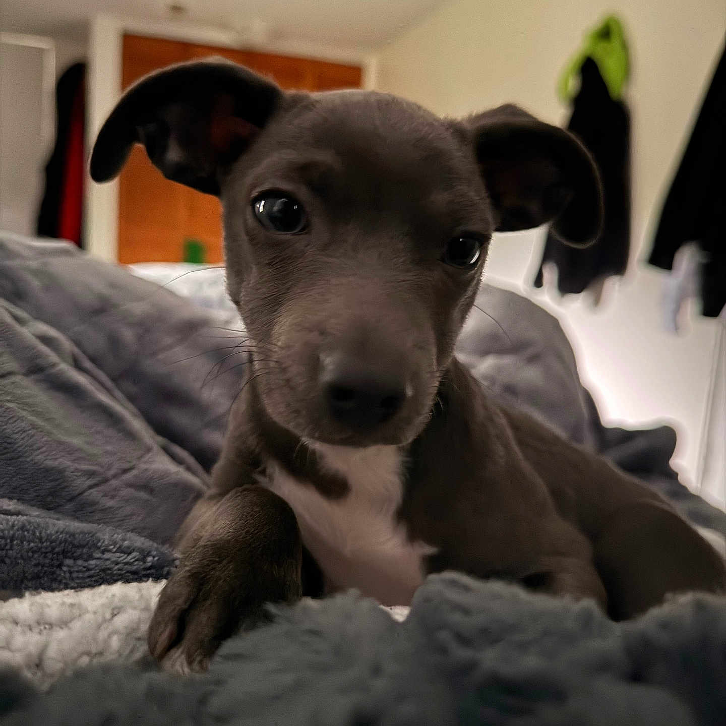 Chico