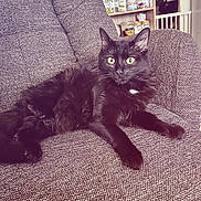 Maya a rejoint le concours — aidez-le/la à gagner de superbes lots ! cat, black_cat, feline, pet, animal, indoor, chair, armchair, yellow_eyes, relaxed, lounging, cozy, furniture, home, shelf, canned_goods, household_items, curious, alert, domestic
