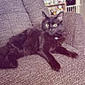 cat, black_cat, feline, pet, animal, indoor, chair, armchair, yellow_eyes, relaxed, lounging, cozy, furniture, home, shelf, canned_goods, household_items, curious, alert, domestic