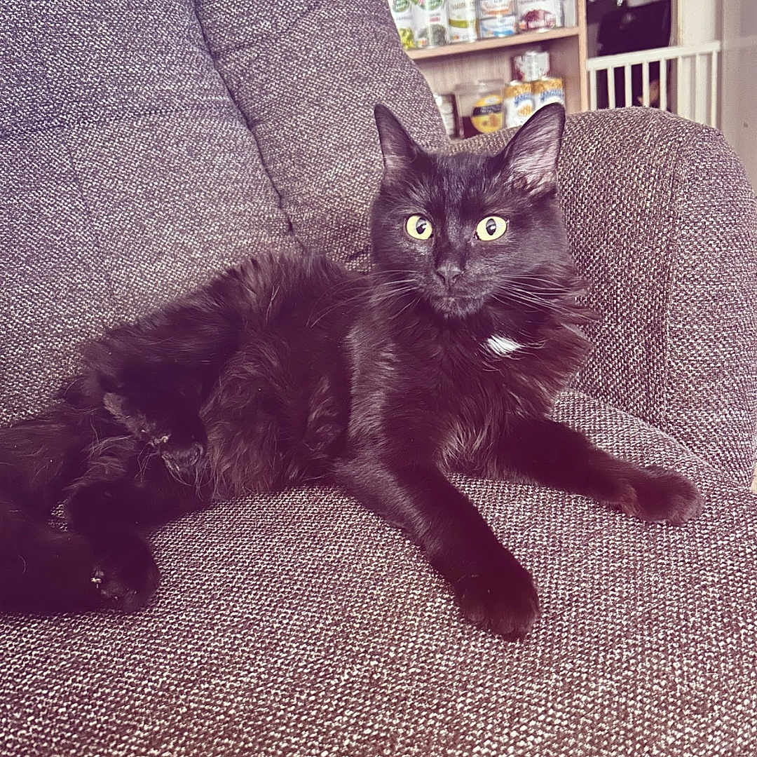 Maya
