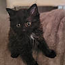 adorable, animal, black_cat, blanket, curious, cute, cute_pet, domestic_animal, eyes, feline, fur, indoor, kitten, mammal, pet, sitting, small, soft, whiskers, young