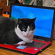 Bibi joined the competition — help win amazing prizes! cat, black_and_white_cat, laptop, keyboard, screen, wood_table, indoor, pet, sitting, close_up, stare, green_eyes, login_screen, sticker, tabletop, plastic_bag, shopping_bag, domestic, fur, electronics