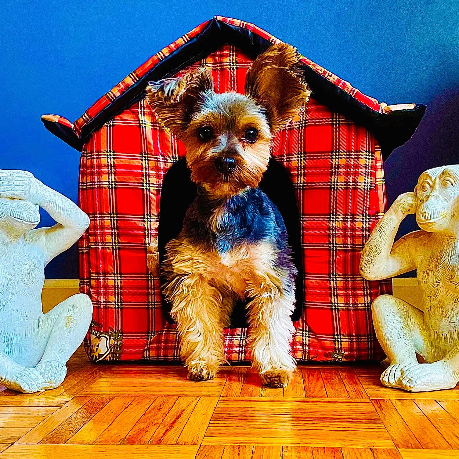 Prince is registered to the contest to win money with this photo: adult, animal, canine, dog, dogbed, doghouse, face, female, hardwood, head, male, man, person, pet, puppy, stainedwood, woman, wood