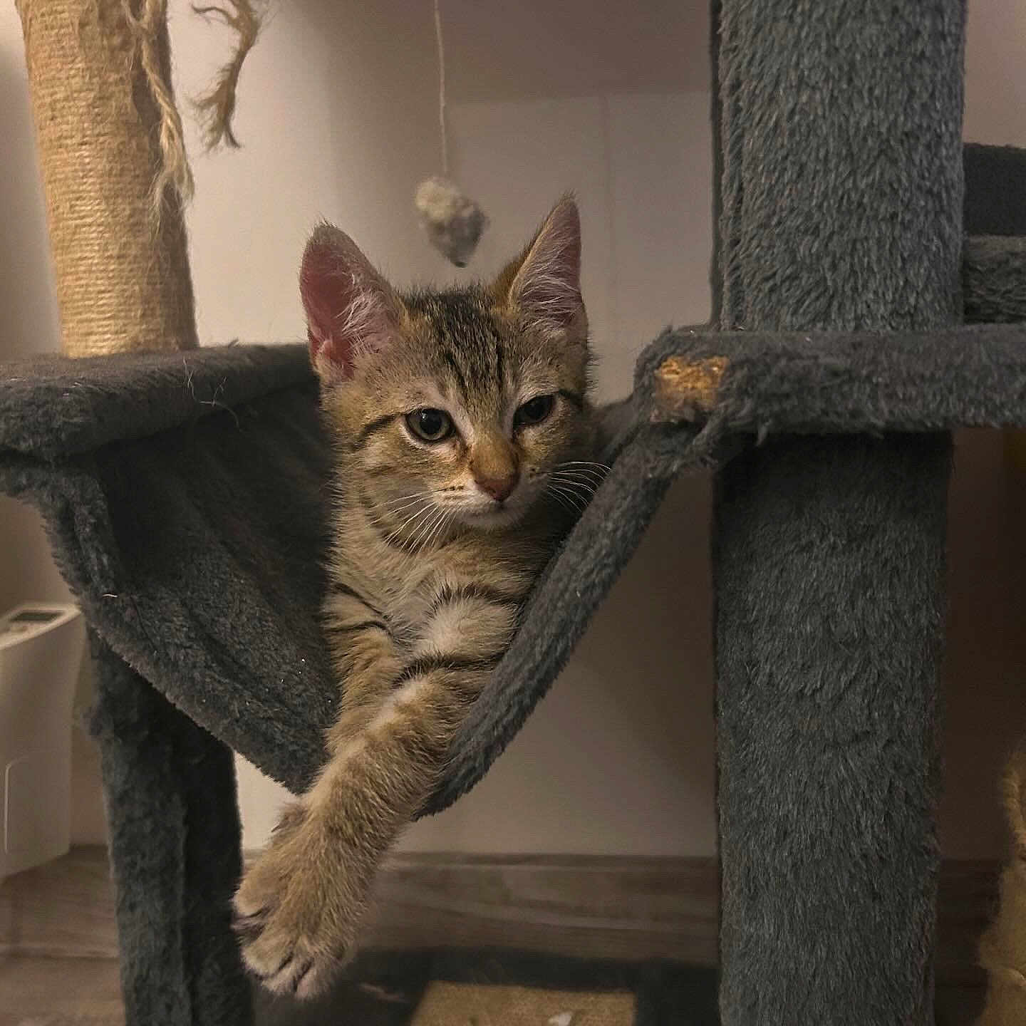 Moon a rejoint le concours — aidez-le/la à gagner de superbes lots ! abyssinian, animal, armchair, blanket, cat, chair, furniture, hardwood, indoors, kitten, manx, person, pet, takingcover, wood