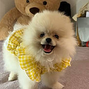Kate participe au concours pour gagner de l'argent avec cette photo : dog, puppy, pomeranian, pet, stuffed_toy, teddy_bear, blanket, bed, indoor, fur, fluffy, yellow, gingham, ruffle, smile, happy, portrait, small_dog, cute, soft