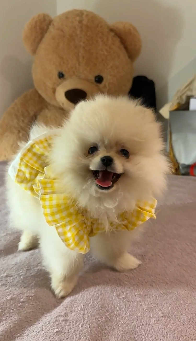 Kate participe au concours pour gagner de l'argent avec cette photo : dog, puppy, pomeranian, pet, stuffed_toy, teddy_bear, blanket, bed, indoor, fur, fluffy, yellow, gingham, ruffle, smile, happy, portrait, small_dog, cute, soft