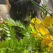 Roni participe au concours pour gagner de l'argent avec cette photo : animal, background_blur, cat, close_up, curious, domestic, eye, feline, flora, flower, gray_cat, green_leaves, houseplant, indoor, leaf, nature, pet, plant, whiskers, yellow_flowers
