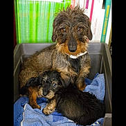 Gricha Et Holga participe au concours pour gagner de l'argent avec cette photo : dog, puppy, wire_haired_dachshund, pet, animal, bed, blanket, blue_towel, indoor, close_up, cute, looking_at_camera, brown, black, fur, canine, companion, domestic_animal, resting, curious