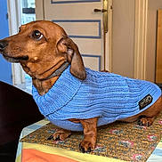 Oxy a rejoint le concours — aidez-le/la à gagner de superbes lots ! dog, dachshund, sweater, blue, knitwear, table, tablecloth, indoor, pet, brown_dog, small_dog, looking_sideways, collar, fur, paw, domestic_animal, cute, animal, canine, portrait
