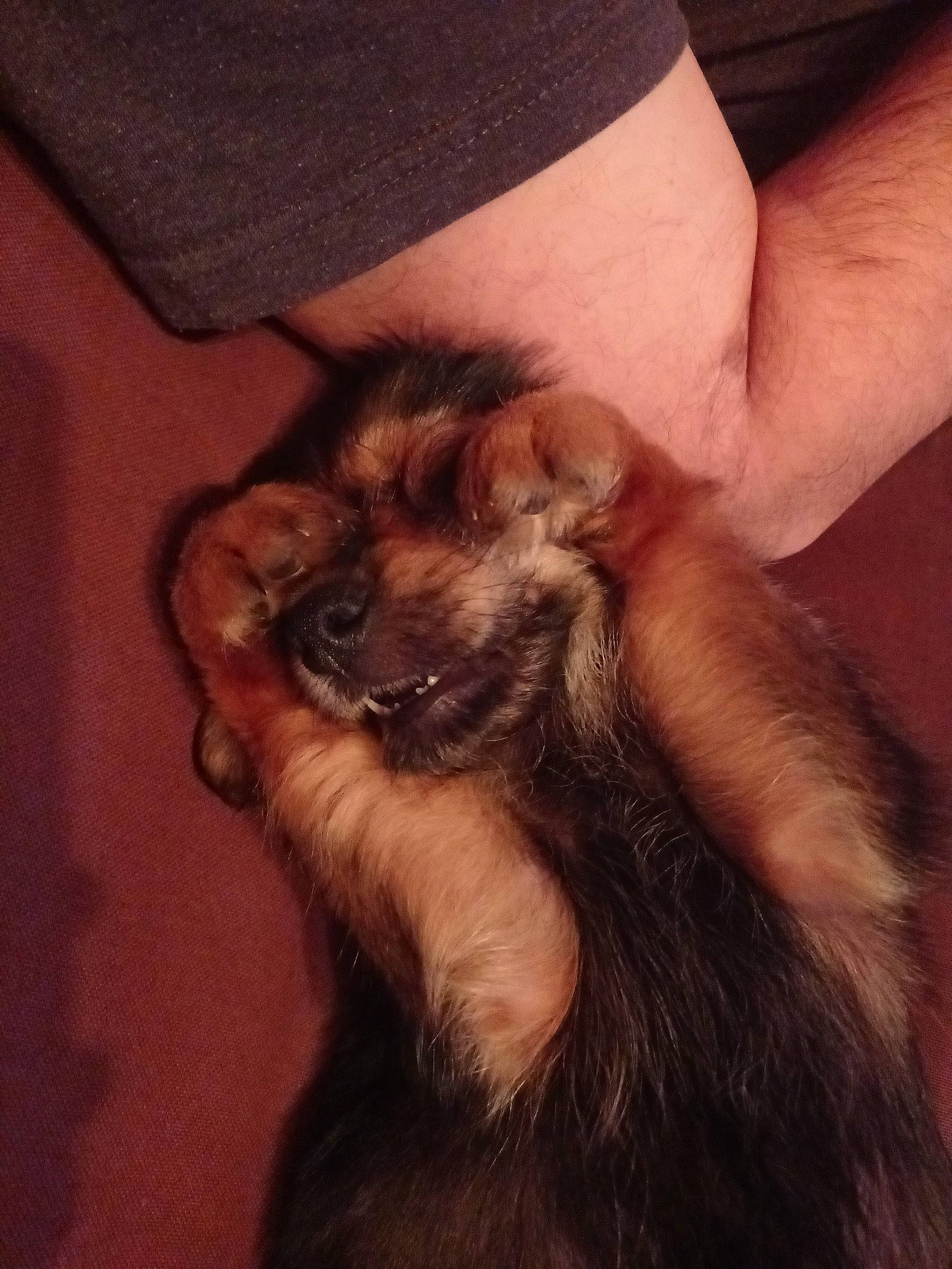 Stella a rejoint le concours — aidez-le/la à gagner de superbes lots ! abdomen, bat, beard, carnivore, companion_dog, elbow, fawn, finger, fur, gesture, human_leg, liver, nail, paw, sleeve, tail, thigh, thumb, whiskers, wrist