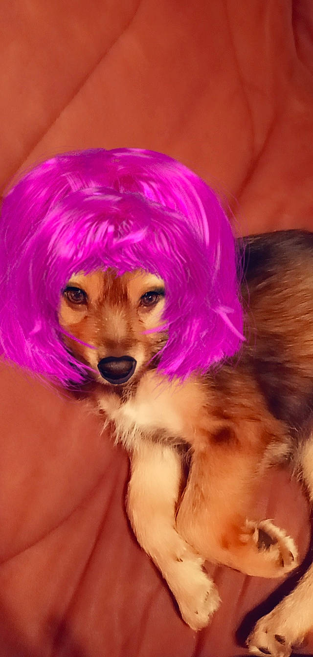 Stella participe au concours pour gagner de l'argent avec cette photo : artificial_hair_integrations, bangs, barbie, blond, close_up, companion_dog, doll, electric_blue, eyelash, fawn, jewellery, layered_hair, magenta, makeover, necklace, pink, purple, toy, violet, wig