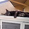 animal, cat, daylight, ears, face, feline, gray_cat, lounging, outdoor, paw, pet, relaxed, resting, shaded, sky, texture, wall, whiskers, window, wooden_cabinet