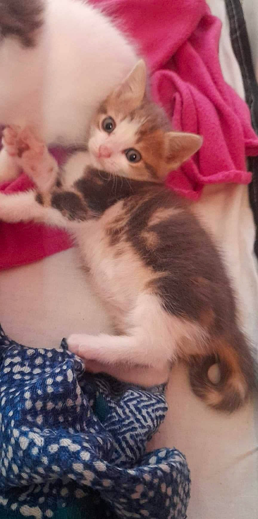 Grey participe au concours pour gagner de l'argent avec cette photo : carnivore, cat, claw, comfort, domestic_short_haired_cat, fawn, felidae, foot, fur, human_leg, jewellery, lap, nail, pattern, paw, sitting, small_to_medium_sized_cats, tail, thigh, whiskers