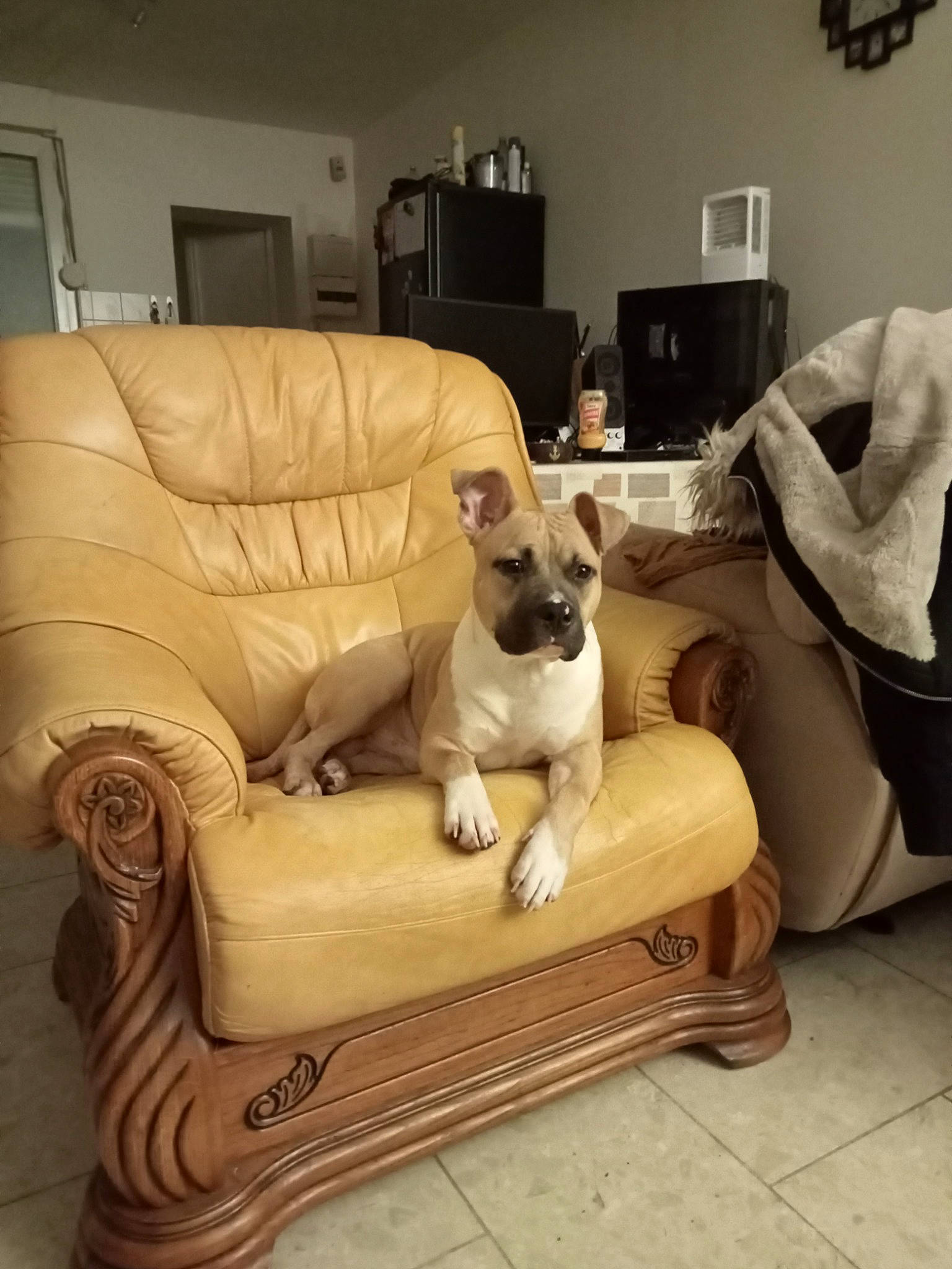 Sayan a rejoint le concours — aidez-le/la à gagner de superbes lots ! carnivore, comfort, companion_dog, couch, dog, dog_breed, fawn, felidae, flooring, furniture, hardwood, interior_design, lighting, living_room, outdoor_furniture, picture_frame, studio_couch, toy_dog, window, wood