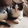 Horéo participe au concours pour gagner de l'argent avec cette photo : kitten, cat, black_and_white, fur, whiskers, ears, paws, tail, pet, animal, cute, resting, indoors, soft, young, small, lying_down, bed, comfort, curious