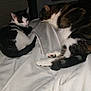 cat, cats, black_and_white_cat, tabby_cat, resting, sleeping, blanket, bed, indoor, pet, animal, feline, cozy, fur, whiskers, tail, domestic_animal, quiet, relaxing, companion