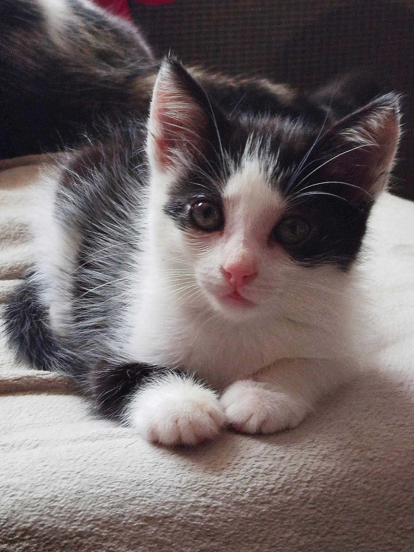 Horéo participe au concours pour gagner de l'argent avec cette photo : kitten, cat, black_and_white, feline, pet, animal, cute, young, whiskers, paws, fur, indoor, resting, lying_down, close_up, soft, blanket, domestic_animal, adorable, curious